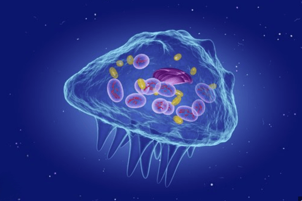 Menopause Bone Health: Beyond Biology